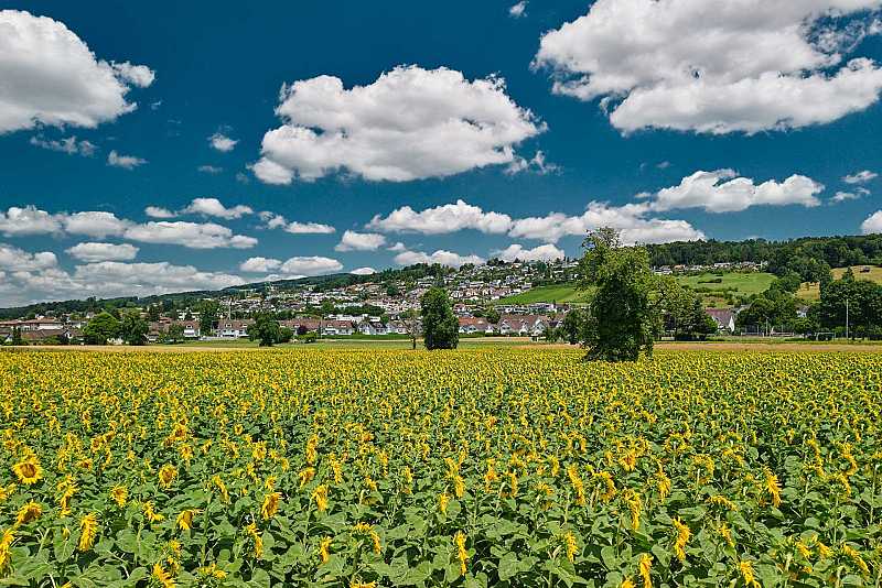 Zufikon, Blick über Sentenzelg und Grabenacher in Richtung Lindenpark (Unterdorf)