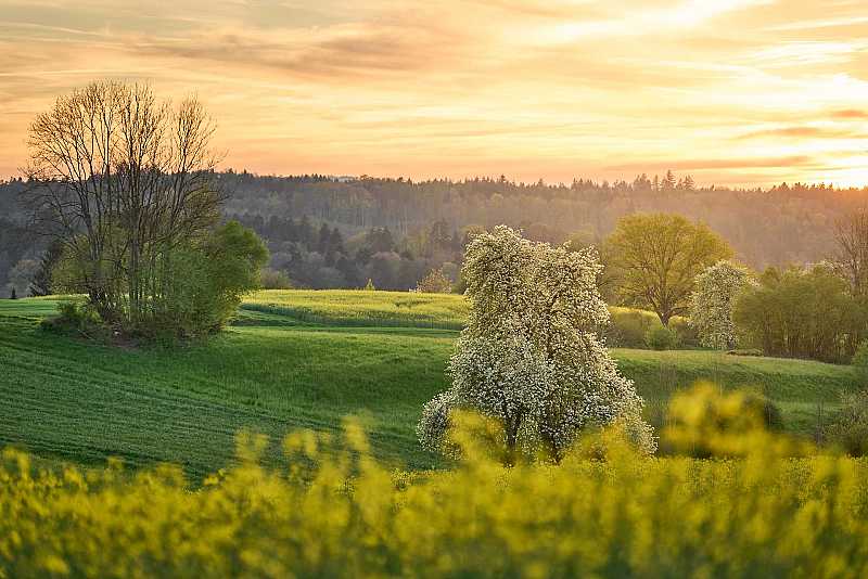 Das Heiniloo und Nüeschberg  im Frühling