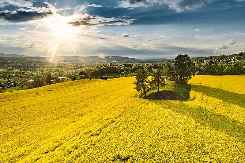 Oberfeld, Stiegelen mit Rapsfeld