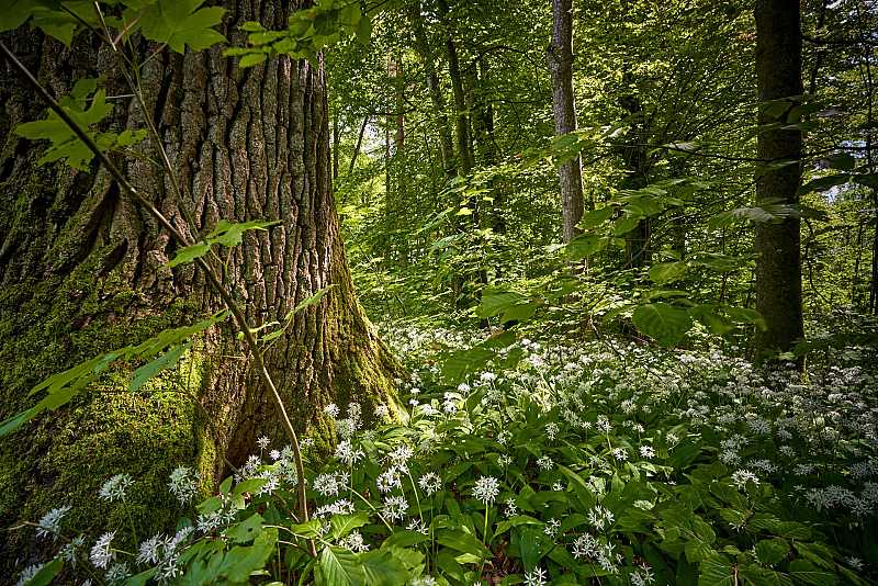 Mächtige Stämme finden sich zuhauf im Eichenwaldreservat Emaus