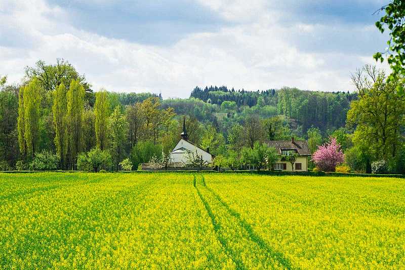 Emauskapelle mit Rapsfeld  im Frühling